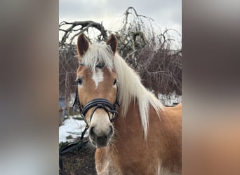 Haflinger, Mare, 5 years, 15.1 hh, Chestnut-Red