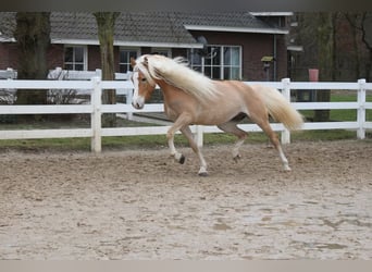 Haflinger, Mare, 5 years, 15.1 hh