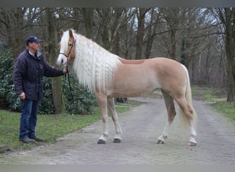 Haflinger, Mare, 5 years, 15.1 hh