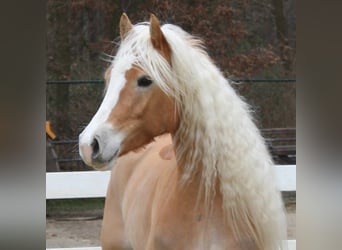 Haflinger, Mare, 5 years, 15.1 hh