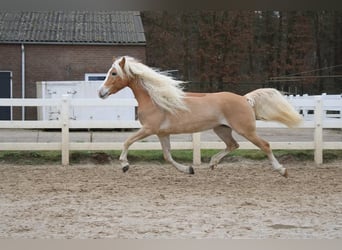 Haflinger, Mare, 5 years, 15.1 hh