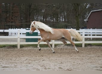 Haflinger, Mare, 5 years, 15.1 hh