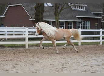 Haflinger, Mare, 5 years, 15.1 hh