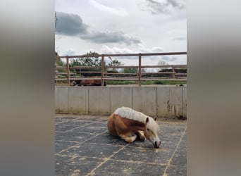 Haflinger, Mare, 5 years, 15,2 hh