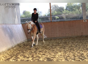 Haflinger, Mare, 5 years, 15,2 hh