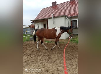 Haflinger Mix, Mare, 5 years, 15.2 hh, Overo-all-colors