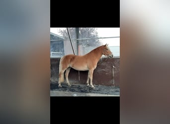 Haflinger, Mare, 5 years, 15 hh, Chestnut-Red