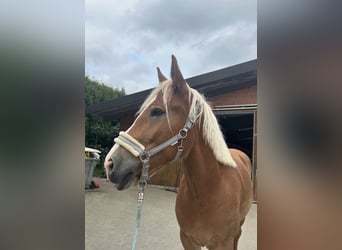Haflinger Mix, Mare, 5 years, 15 hh, Chestnut-Red