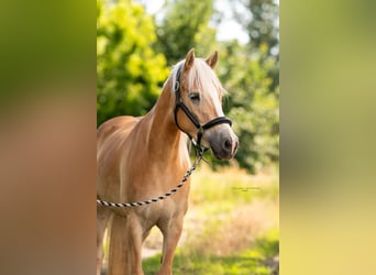 Haflinger, Mare, 5 years, 15 hh
