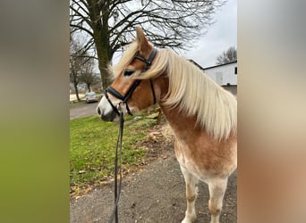 Haflinger, Mare, 5 years, 15 hh, Dun