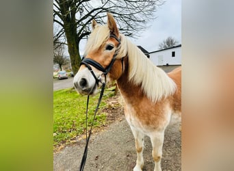 Haflinger, Mare, 5 years, 15 hh, Dun