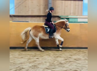 Haflinger, Mare, 5 years, 15 hh, Dun