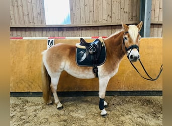 Haflinger, Mare, 5 years, 15 hh, Dun