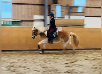 Haflinger, Mare, 5 years, 15 hh, Dun