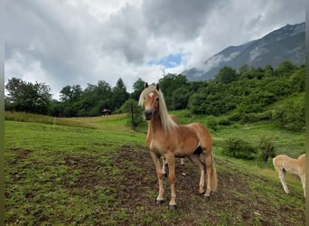 Haflinger, Mare, 5 years, 15 hh