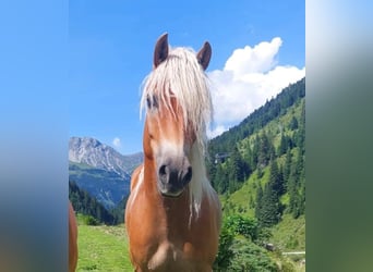 Haflinger, Mare, 5 years, 15 hh