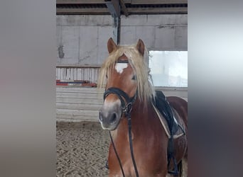 Haflinger, Mare, 5 years, 15 hh