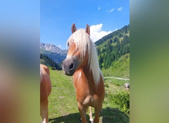 Haflinger, Mare, 5 years, 15 hh