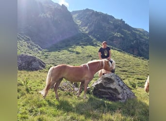 Haflinger, Mare, 5 years, 15 hh