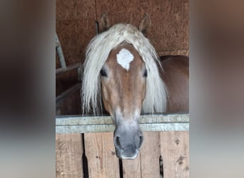 Haflinger, Mare, 5 years, 15 hh
