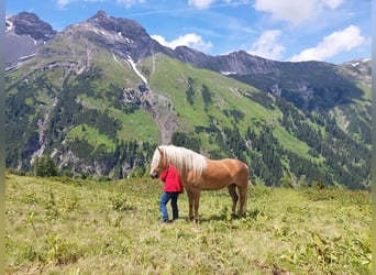 Haflinger, Mare, 5 years, 15 hh