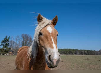 Haflinger, Mare, 5 years, 15 hh