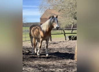 Haflinger, Mare, 5 years, Chestnut-Red