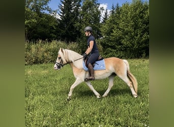 Haflinger, Mare, 6 years, 13.2 hh, Chestnut-Red