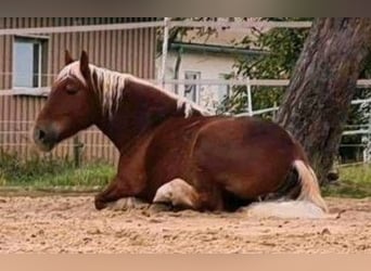 Haflinger Mix, Mare, 6 years, 13,3 hh, Chestnut-Red