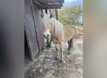 Haflinger, Mare, 6 years, 14.1 hh, Chestnut-Red