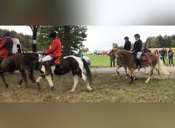 Haflinger, Mare, 6 years, 14.1 hh, Chestnut-Red