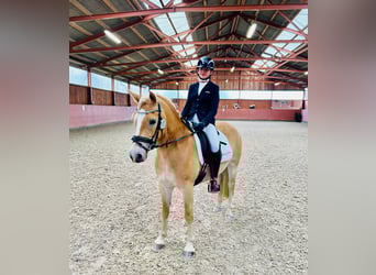 Haflinger, Mare, 6 years, 14.1 hh, Palomino