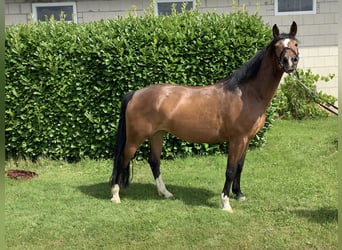 Haflinger Mix, Mare, 6 years, 14.2 hh, Bay-Dark