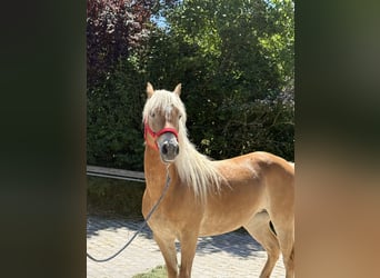 Haflinger, Mare, 6 years, 14.2 hh, Brown-Light