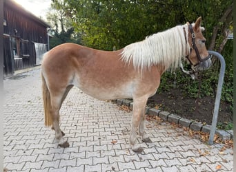 Haflinger, Mare, 6 years, 14.2 hh, Chestnut-Red