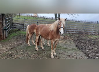 Haflinger, Mare, 6 years, 14.2 hh, Chestnut-Red