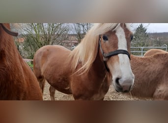 Haflinger, Mare, 6 years, 14.2 hh, Chestnut-Red