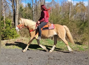 Haflinger, Mare, 6 years, 14.2 hh, Chestnut-Red