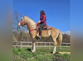 Haflinger, Mare, 6 years, 14.2 hh, Chestnut-Red