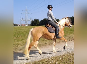Haflinger, Mare, 6 years, 14.2 hh
