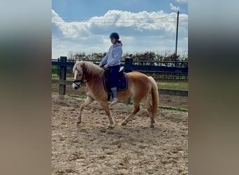 Haflinger, Mare, 6 years, 14.2 hh