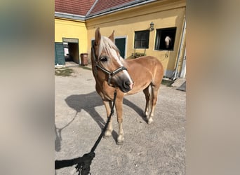 Haflinger, Stute, 6 Jahre, 14,2 hh, Palomino