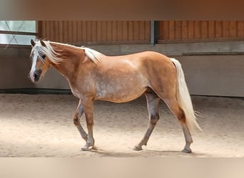 Haflinger, Mare, 6 years, 14.3 hh, Chestnut-Red