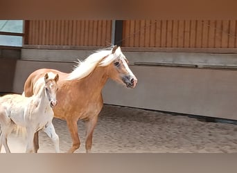 Haflinger, Mare, 6 years, 14.3 hh, Chestnut-Red