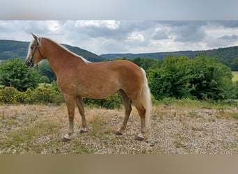 Haflinger, Mare, 6 years, 14.3 hh, Chestnut-Red