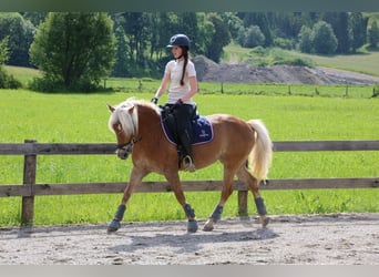 Haflinger, Mare, 6 years, 14 hh, Sorrel