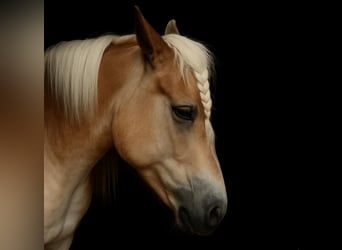 Haflinger Mix, Mare, 6 years, 14 hh