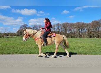 Haflinger, Mare, 6 years, 14,2 hh, Chestnut-Red
