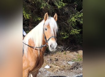 Haflinger, Mare, 6 years, 14,2 hh