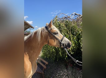 Haflinger, Mare, 6 years, 15.1 hh, Chestnut-Red